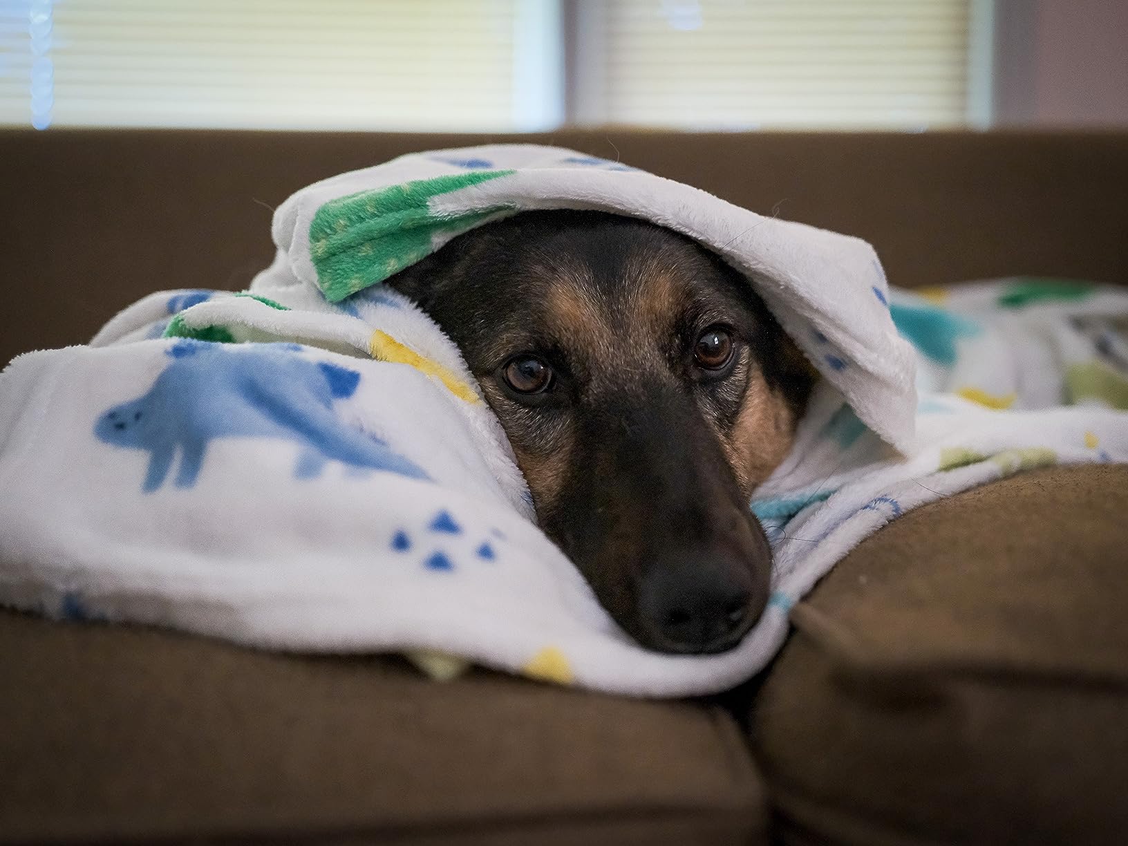 A German Shepherd wrapped in a white Life Comfort plush blanket printed with blue and green dinosaurs, resting on a brown couch